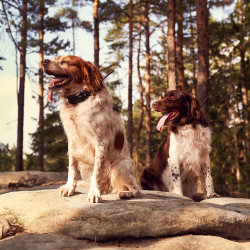 Uređaj za traženje pasa Dogtrace DOG GPS X30 Short